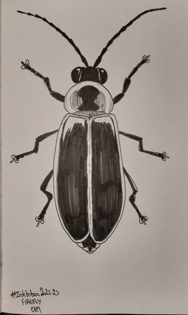 Dessin d’une luciole vue du dessus